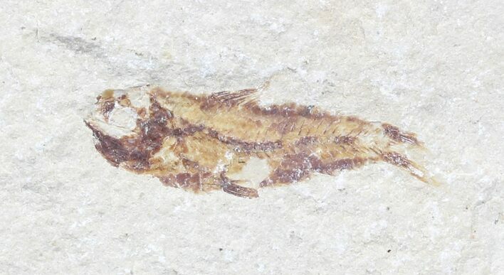 Bargain, Cretaceous Fossil Fish - Lebanon #53935